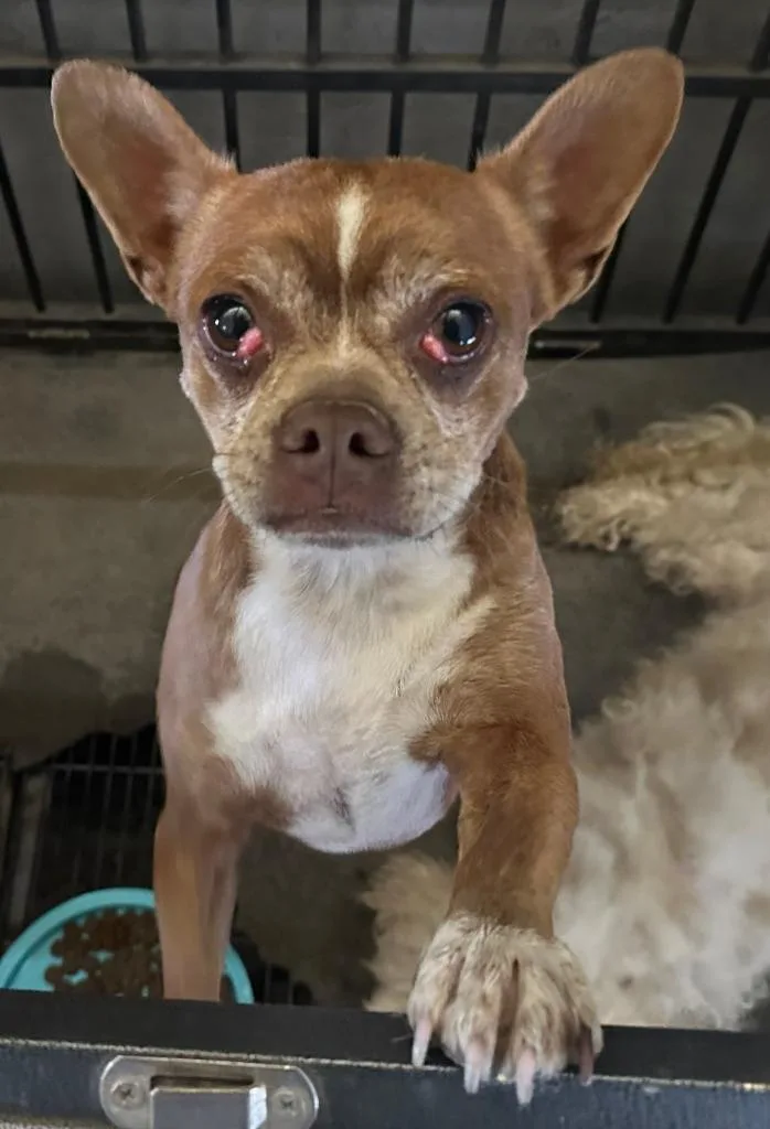An adult small-sized male Chihuahua dog named Pudge for adoption in Farmersville, TX