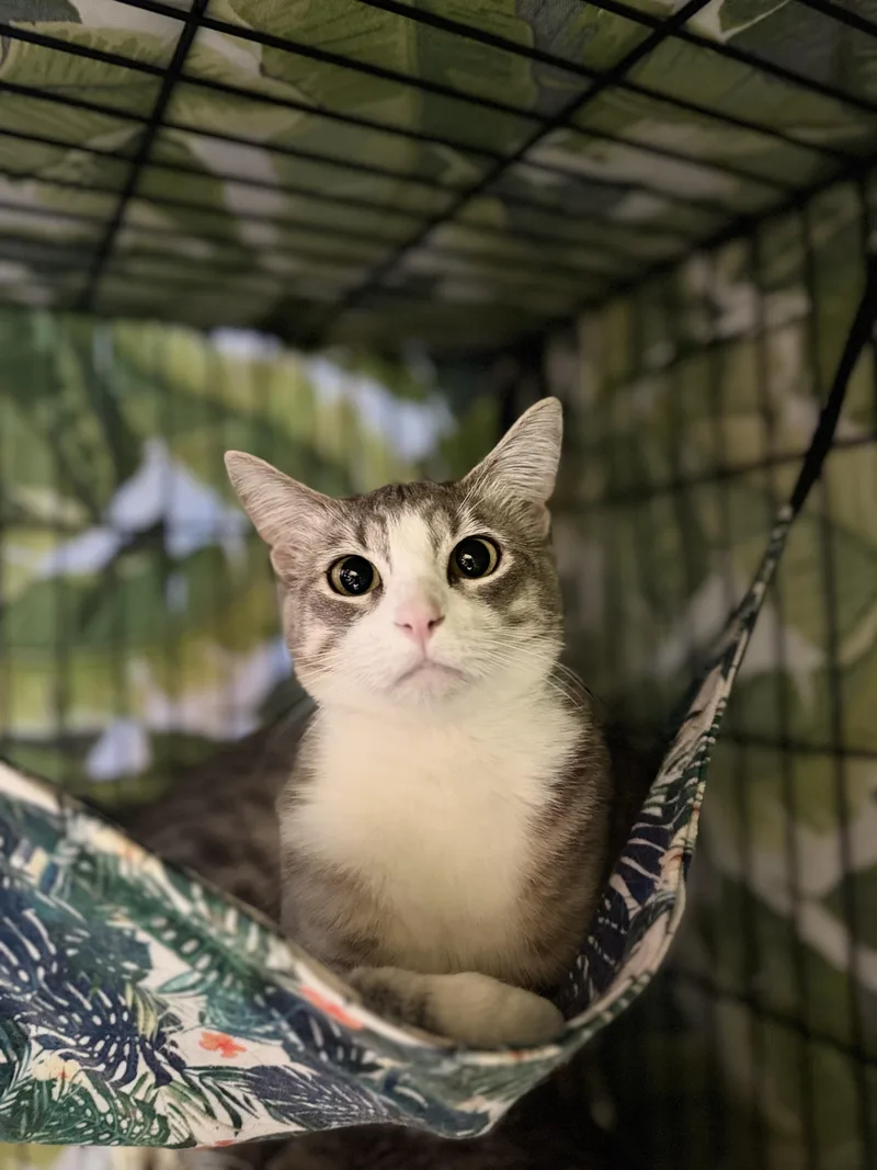 A young medium-sized female Tabby (Gray / Blue / Silver) Domestic Short Hair cat named Winona for adoption in Okanogan, WA