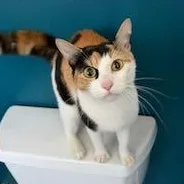 A young medium-sized female Calico Domestic Short Hair cat named Colette for adoption in Chicago, IL