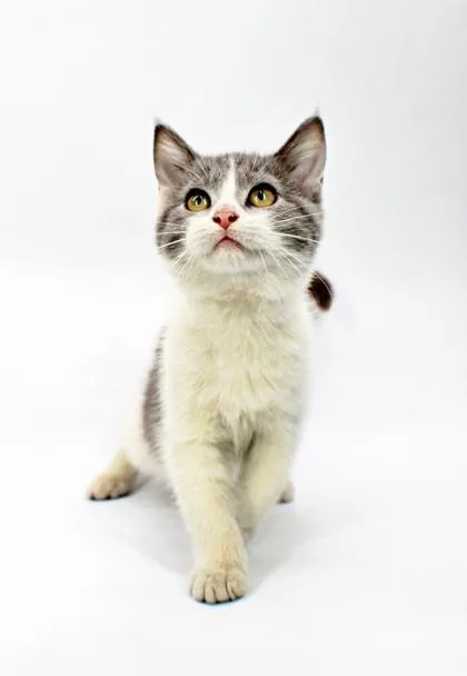 A baby small-sized female Domestic Medium Hair cat named Wednesday for adoption in Morton Grove, IL