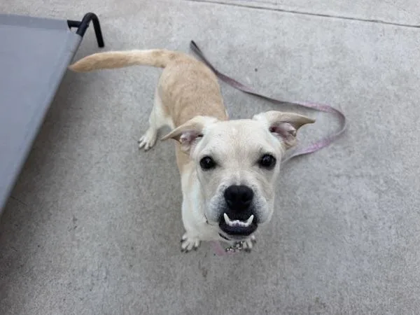 A young medium-sized male Mixed Breed dog named Wolfie for adoption in Staten Island, NY