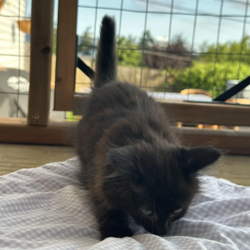 Fluffy