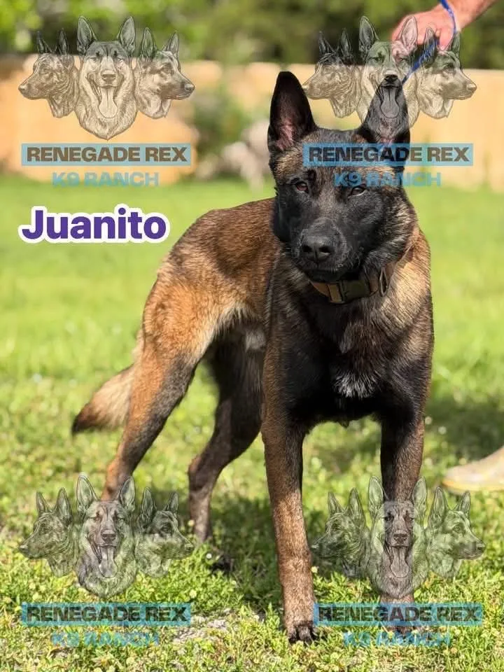 Juanito thumbnail 2