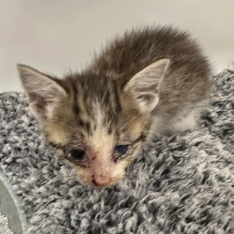 A baby small-sized female Gray / Blue / Silver Domestic Medium Hair cat named Juniper for adoption in San Saba, TX