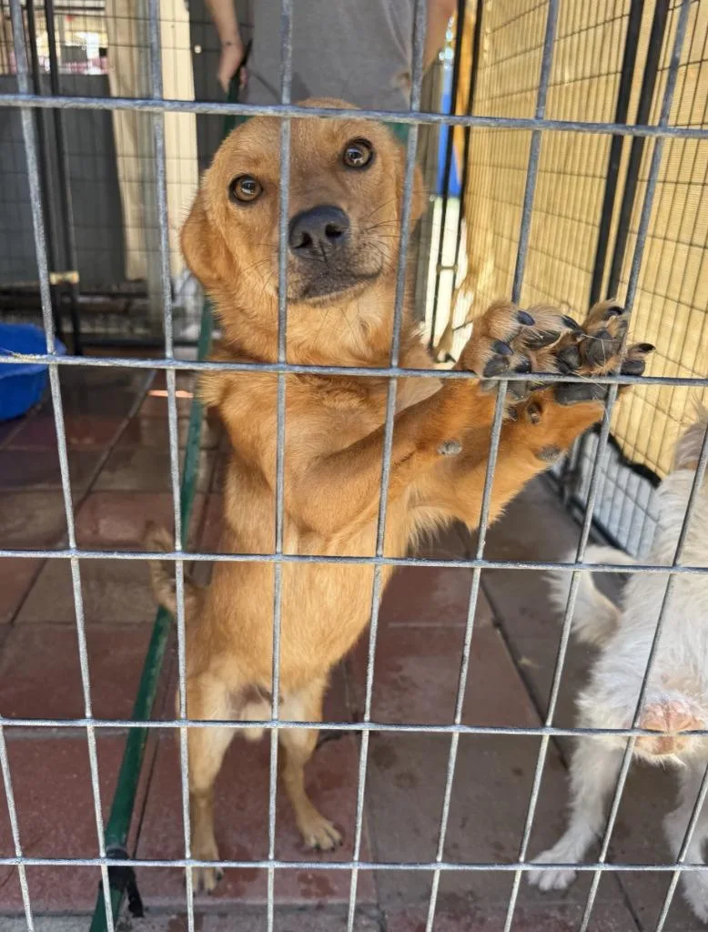A young medium-sized male Terrier dog named Sage for adoption in Lemoore, CA
