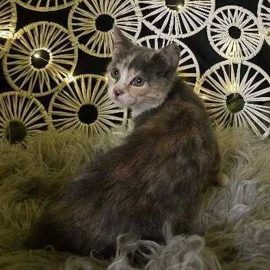 A baby medium-sized female Dilute Calico Domestic Short Hair cat named Bell for adoption in Carneys Point, NJ