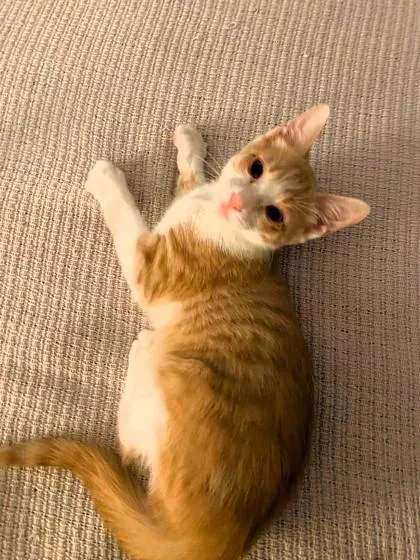 A baby small-sized male Buff / Tan / Fawn Domestic Short Hair cat named Chip for adoption in Kansas City, MO