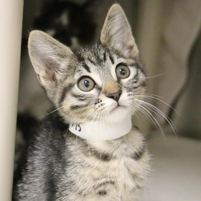 A baby small-sized female Domestic Short Hair cat named Vega for adoption in Los Angeles, CA