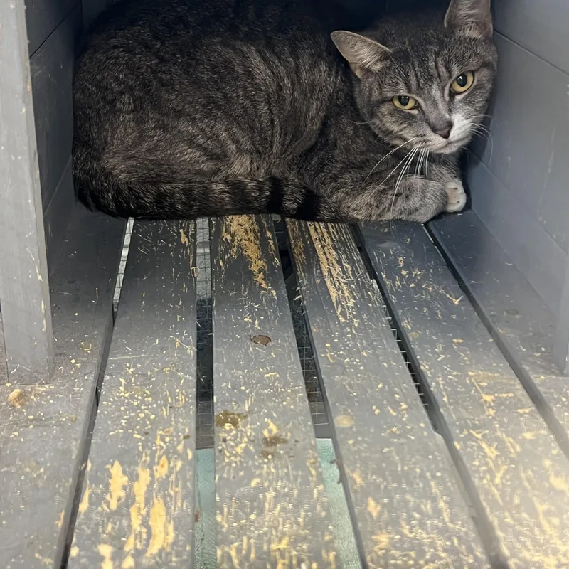 A young medium-sized female Tabby (Gray / Blue / Silver) Domestic Short Hair cat named Bolt for adoption in Berryville, VA