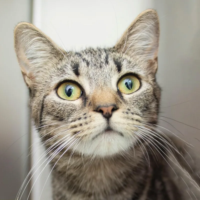 A young medium-sized female Brown / Chocolate Domestic Short Hair cat named Silvervine for adoption in Middletown, RI