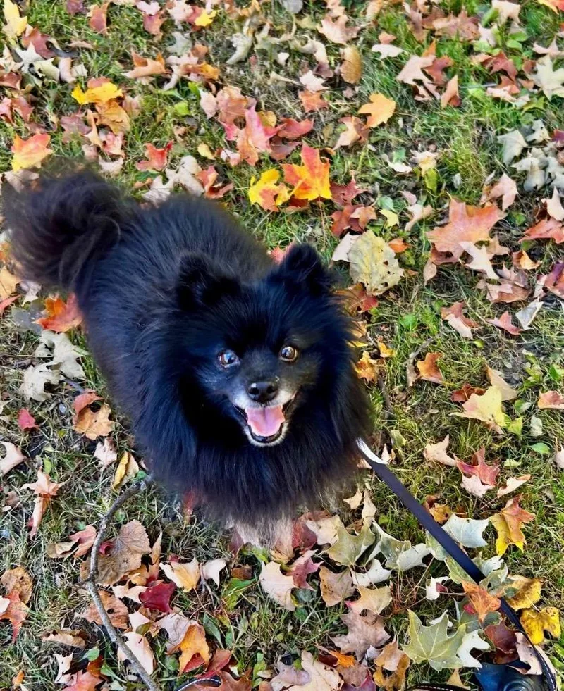 A senior small-sized male Pomeranian dog named Desoto for adoption in Saint James, MN