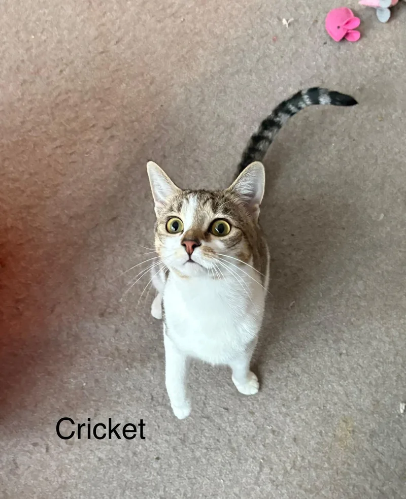 Cricket thumbnail 3