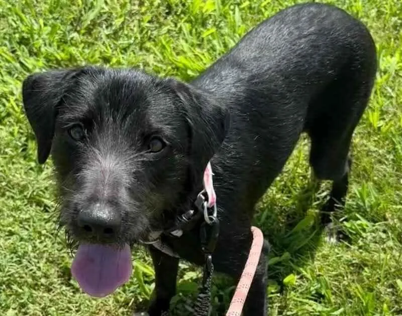 A young medium-sized female Black German Wirehaired Pointer dog named Sophie Briar for adoption in Waunakee, WI