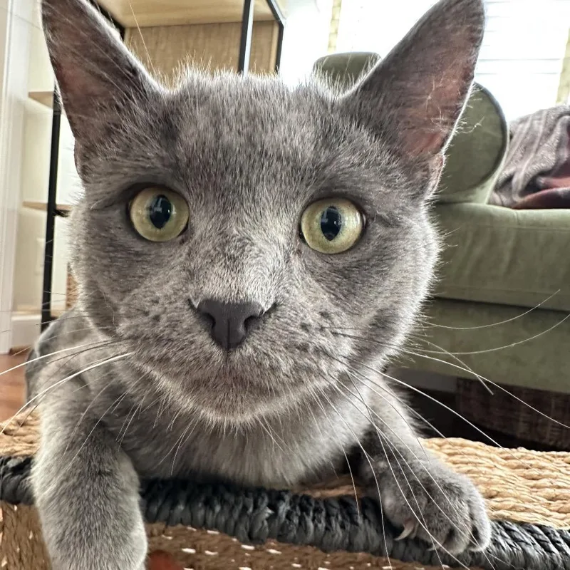 A young medium-sized male Gray / Blue / Silver Domestic Short Hair cat named Cryptmachine for adoption in Fredericksburg, VA