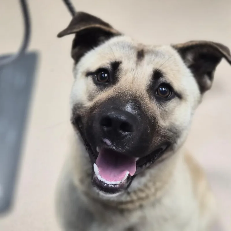 A young medium-sized male Yellow / Tan / Blond / Fawn Mixed Breed dog named Titan for adoption in Newark, NJ