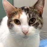 An adult medium-sized female Domestic Short Hair cat named Princesa for adoption in Santa Cruz, CA