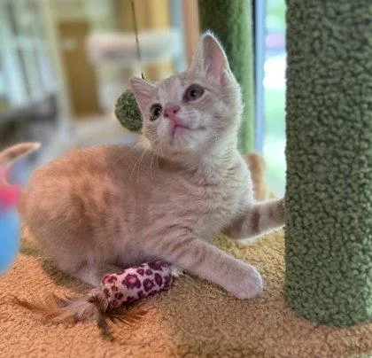A young small-sized male Buff / Tan / Fawn Domestic Short Hair cat named Alvin the Treacherous for adoption in Midland, VA