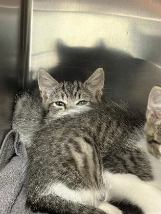 A baby medium-sized female Domestic Short Hair cat named Pita for adoption in Sacramento, CA