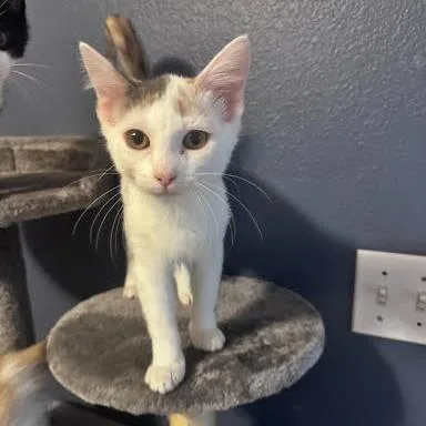 A baby small-sized female Calico Domestic Short Hair cat named Zelda for adoption in Edwardsville, IL
