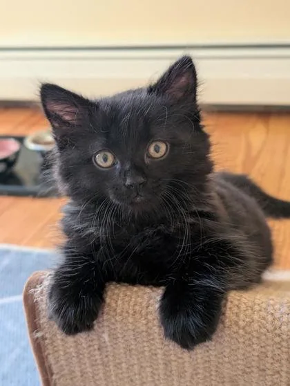 A young small-sized female Domestic Short Hair cat named Little Liz for adoption in Lowell, MA