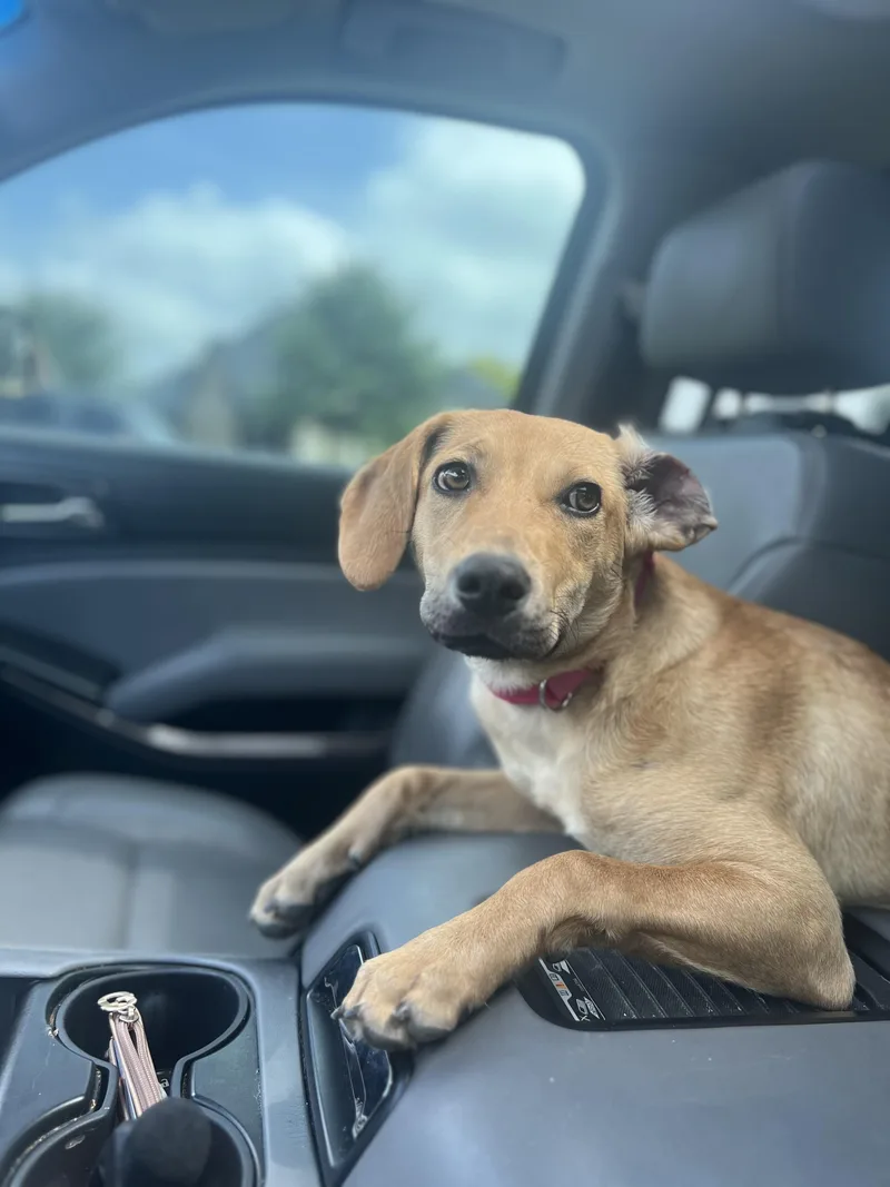 A young medium-sized female Rhodesian Ridgeback dog named Lady for adoption in Forney, TX