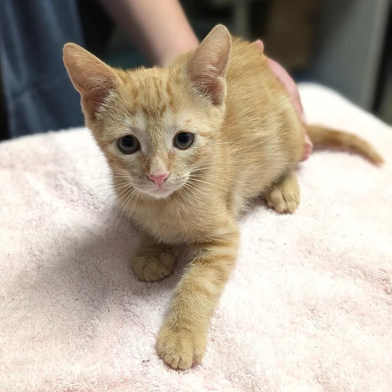 A baby small-sized male Domestic Short Hair cat named Rutabaga for adoption in Brookfield, WI