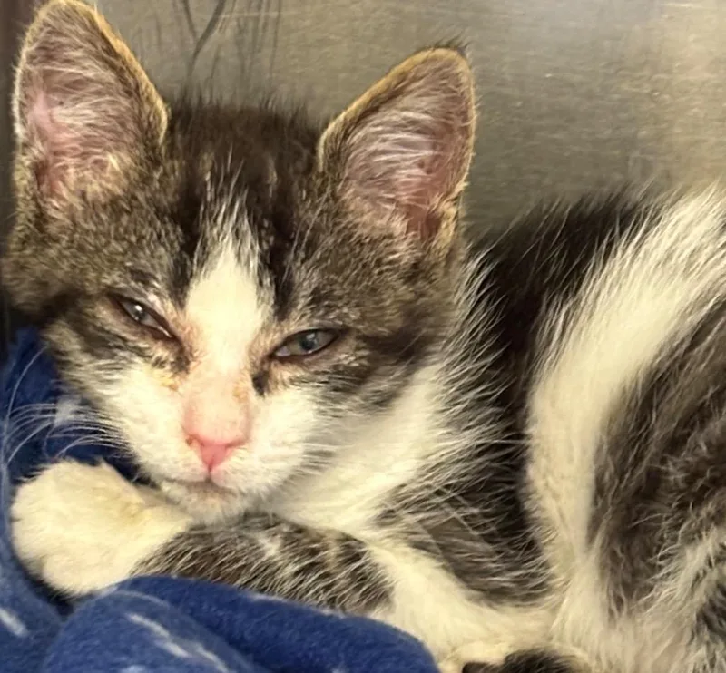 A baby small-sized male Domestic Short Hair cat named Bunny for adoption in Elizabethton, TN