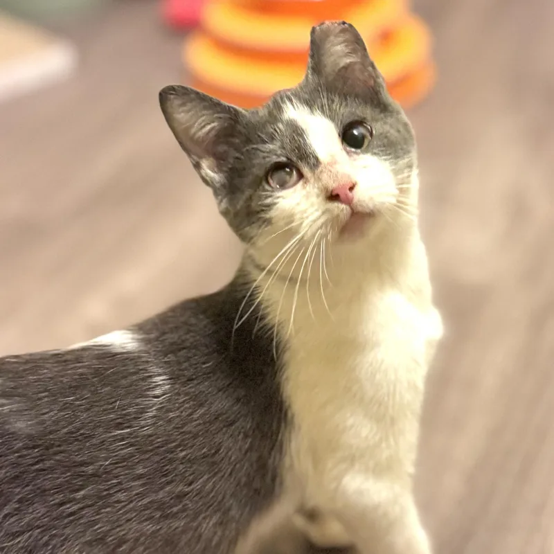 A baby small-sized male Gray & White Domestic Short Hair cat named Splash for adoption in Sedalia, MO