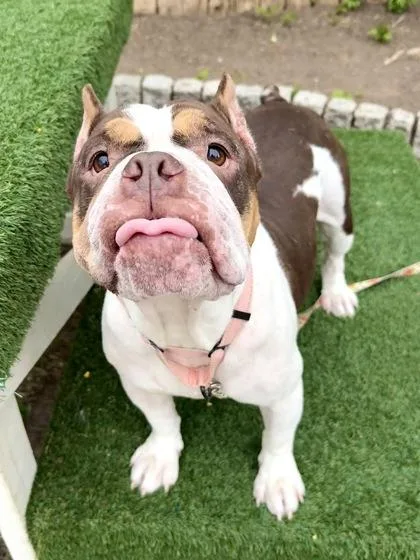 An adult medium-sized female American Bulldog dog named Guppy for adoption in Washington, DC