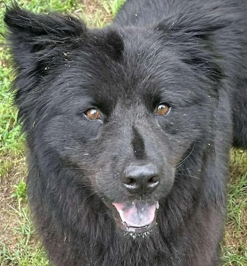 A young medium-sized male Black Chow Chow dog named Phantom for adoption in Kiowa, OK