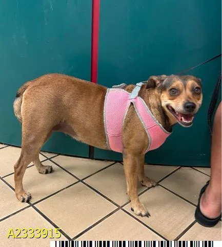 An adult small-sized female Mixed Breed dog named Cookie for adoption in West Palm Beach, FL