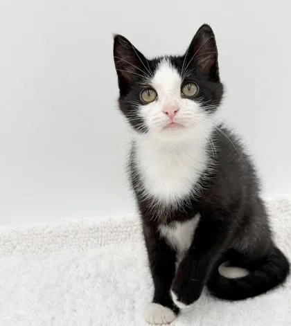 A baby small-sized female Domestic Short Hair cat named Tally for adoption in Bowling Green, KY