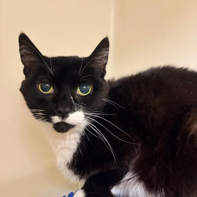 A senior medium-sized female Black Domestic Short Hair cat named Paws for adoption in Harrisonburg, VA