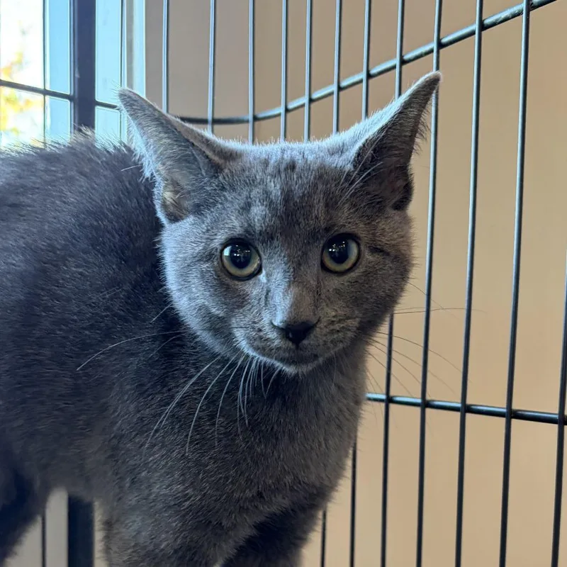 A baby small-sized male Domestic Short Hair cat named Westley for adoption in Louisville, KY
