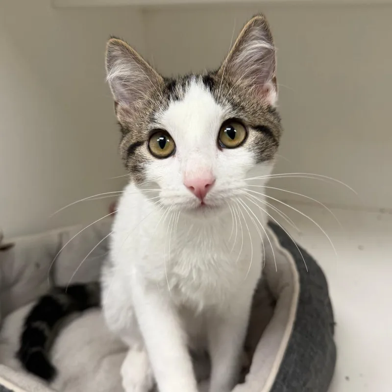 A baby small-sized male Domestic Short Hair cat named Ali for adoption in Stillwater, OK