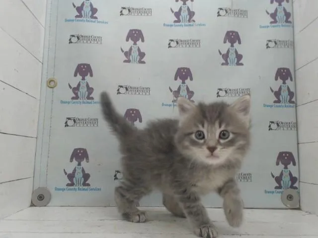 A baby small-sized male Domestic Long Hair cat named Poppy for adoption in Orlando, FL