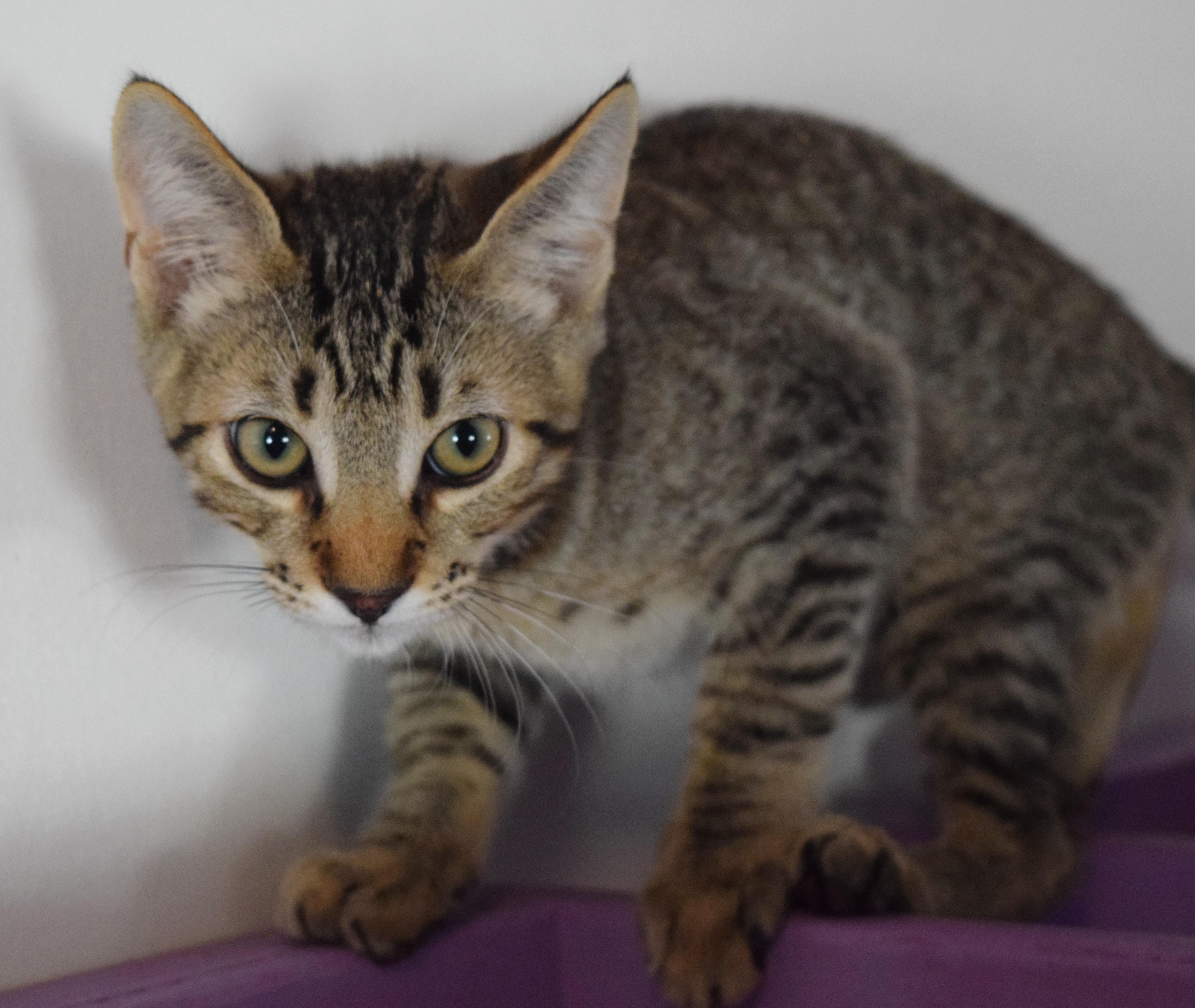A baby medium-sized male Tabby (Gray / Blue / Silver) Domestic Short Hair cat named Falcon for adoption in Bulverde, TX