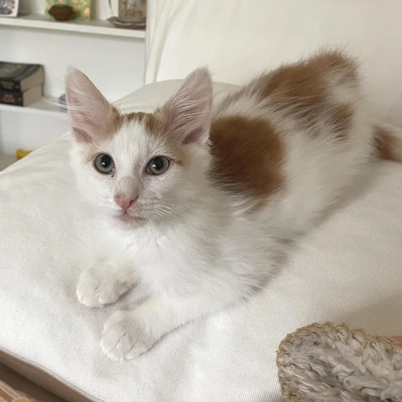 A baby medium-sized male Domestic Medium Hair cat named Donnie for adoption in Los Angeles, CA