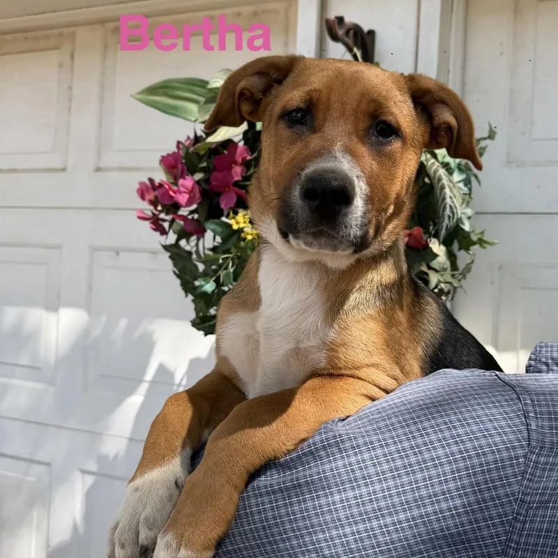 A baby medium-sized female Shepherd dog named Bertha for adoption in Pearsall, TX