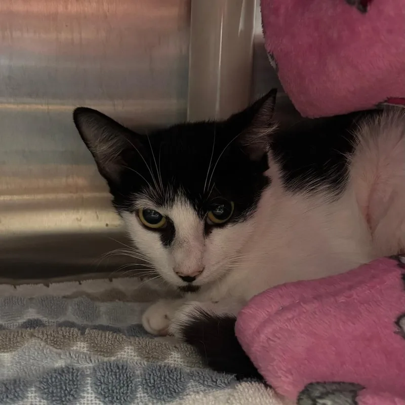 A young small-sized female Black Domestic Short Hair cat named Molly Fka Oreo for adoption in Philadelphia, PA