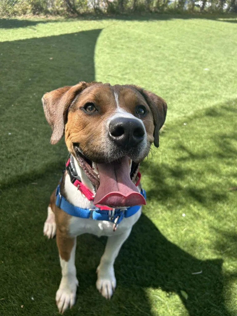 A young large-sized male Mixed Breed dog named Angus for adoption in Durham, NC