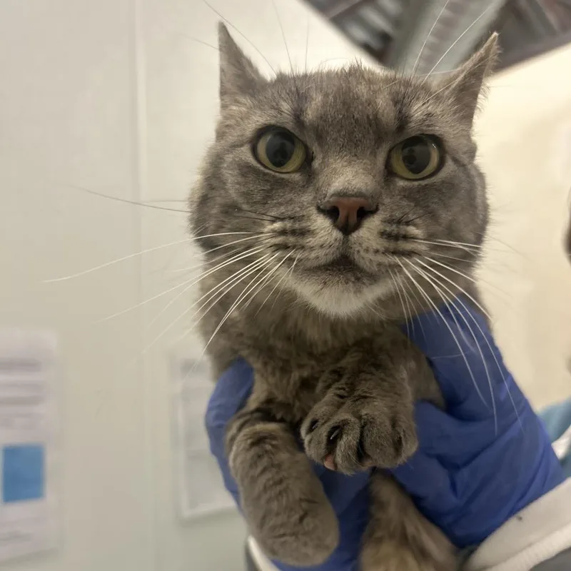 An adult medium-sized female Lilac Point Domestic Short Hair cat named Lilac for adoption in Park City, UT