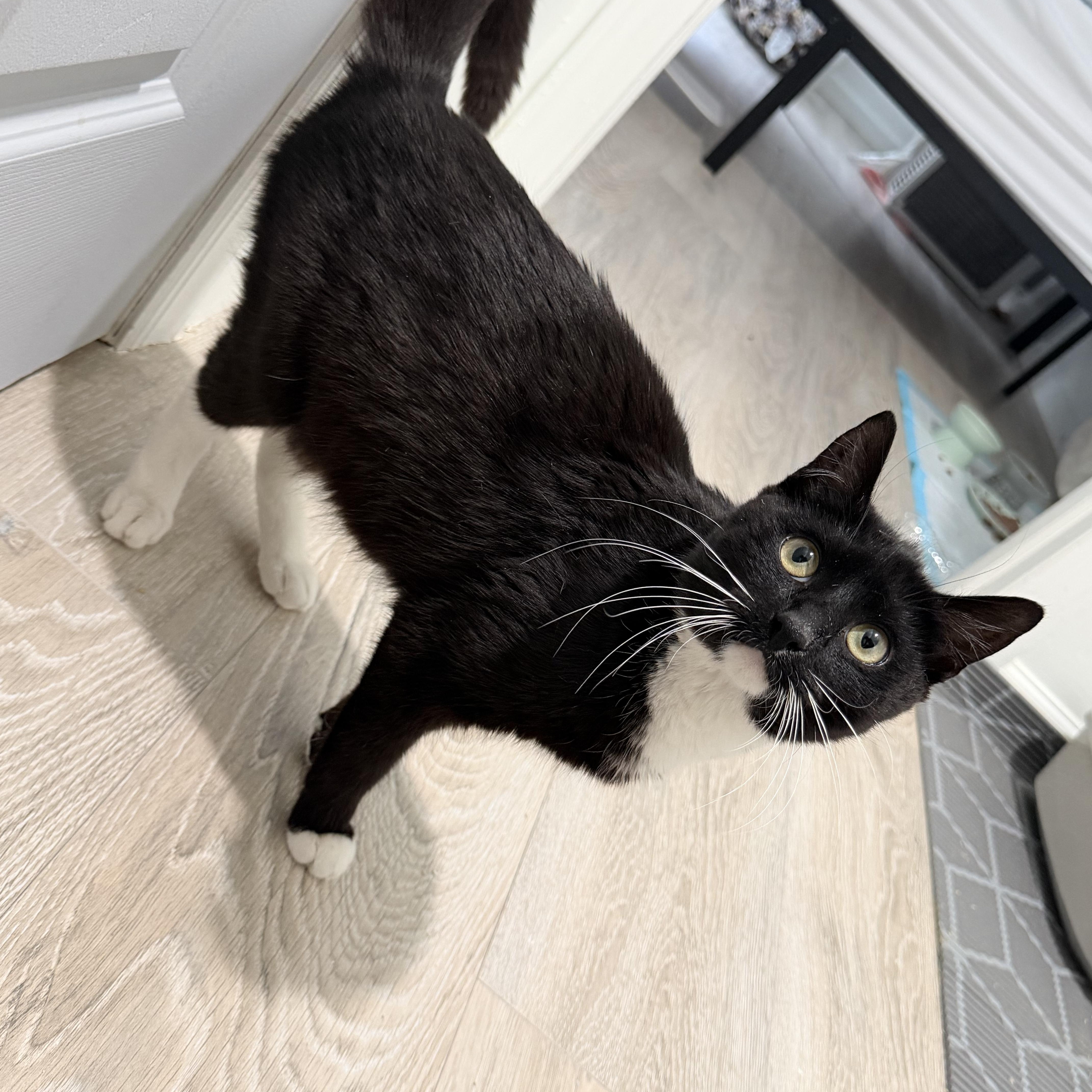 A young medium-sized female Black Domestic Short Hair cat named Lorelai for adoption in Moriches, NY