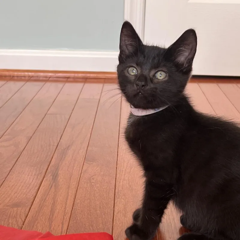 A baby small-sized male Black Domestic Short Hair cat named Otto for adoption in Fairfax Station, VA