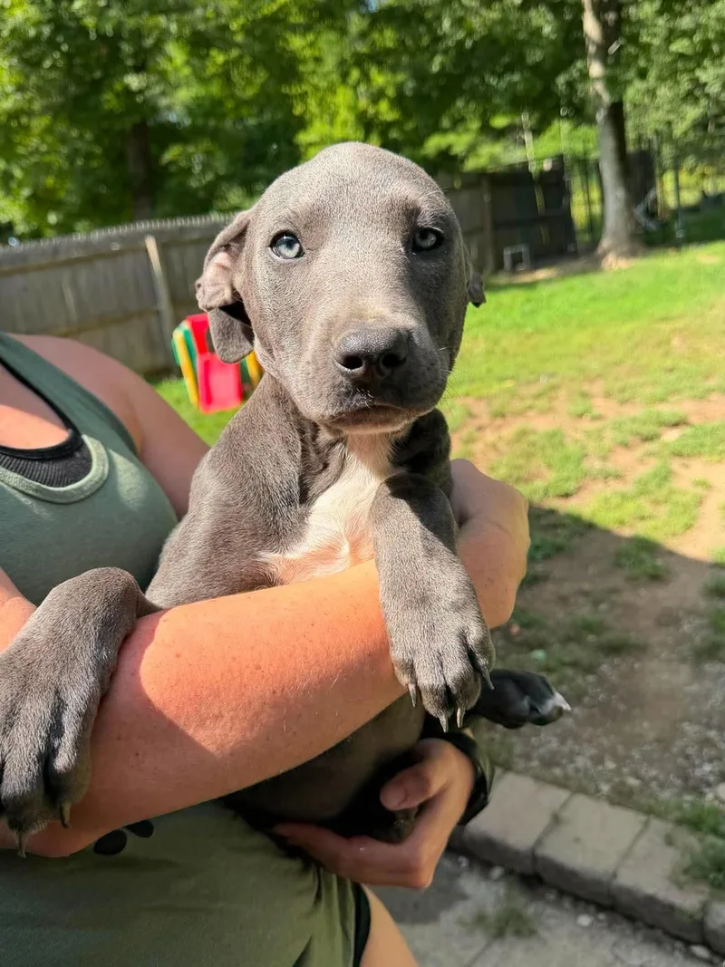 A baby medium-sized male Gray / Blue / Silver Mixed Breed dog named Bodhi for adoption in BONIFAY, FL