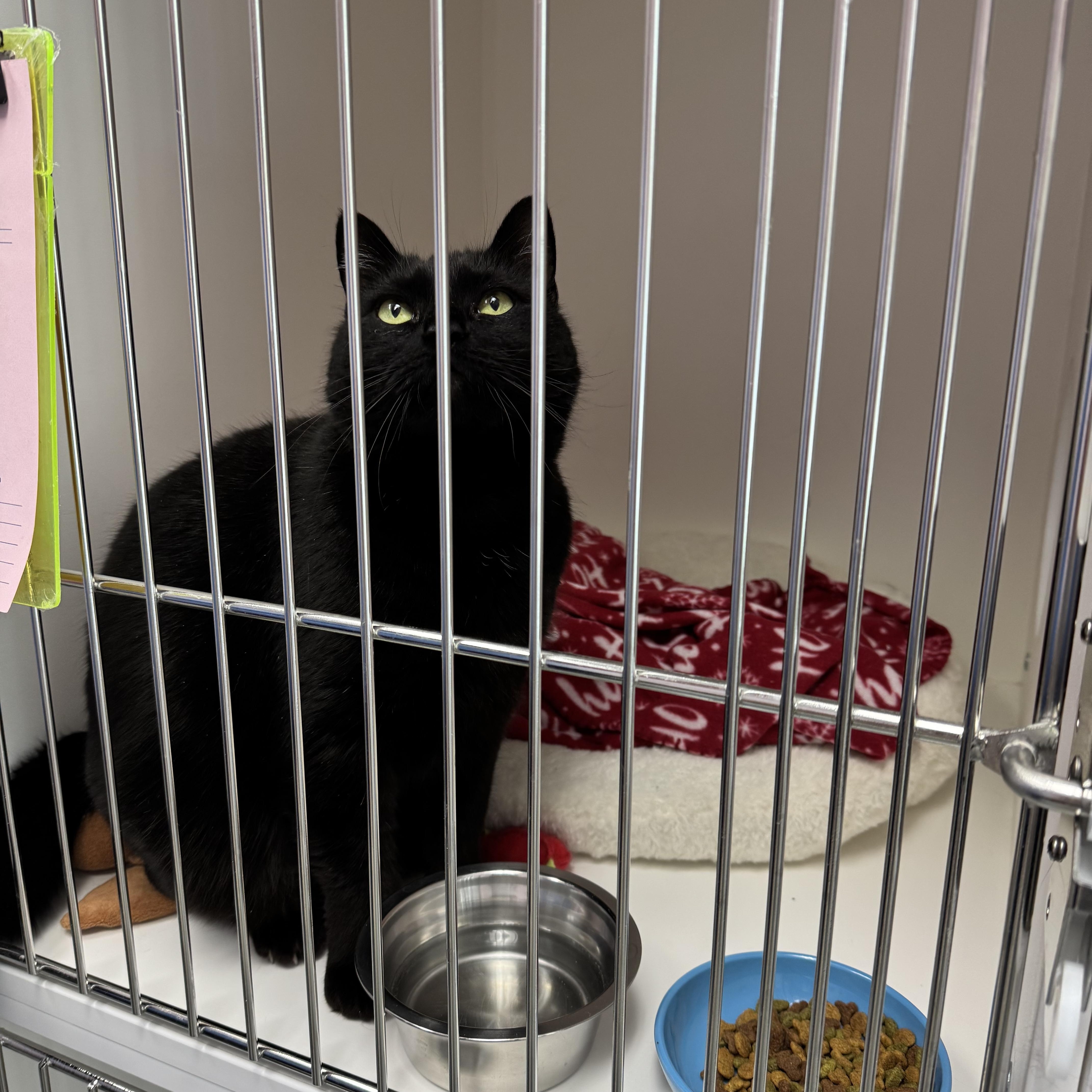 An adult extra large-sized female Domestic Short Hair cat named Phoebe for adoption in Terryville, CT