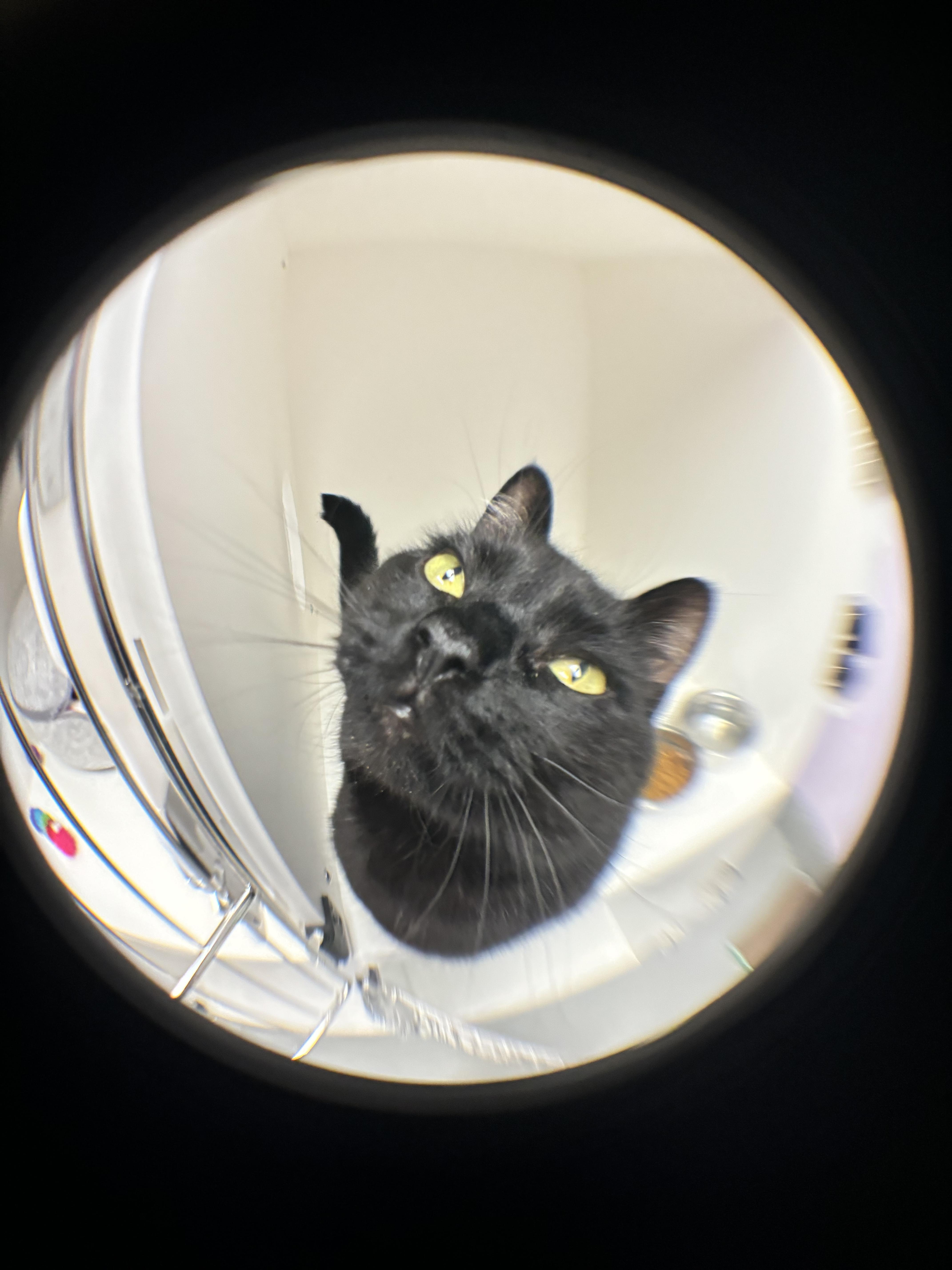 Phoebe thumbnail 2