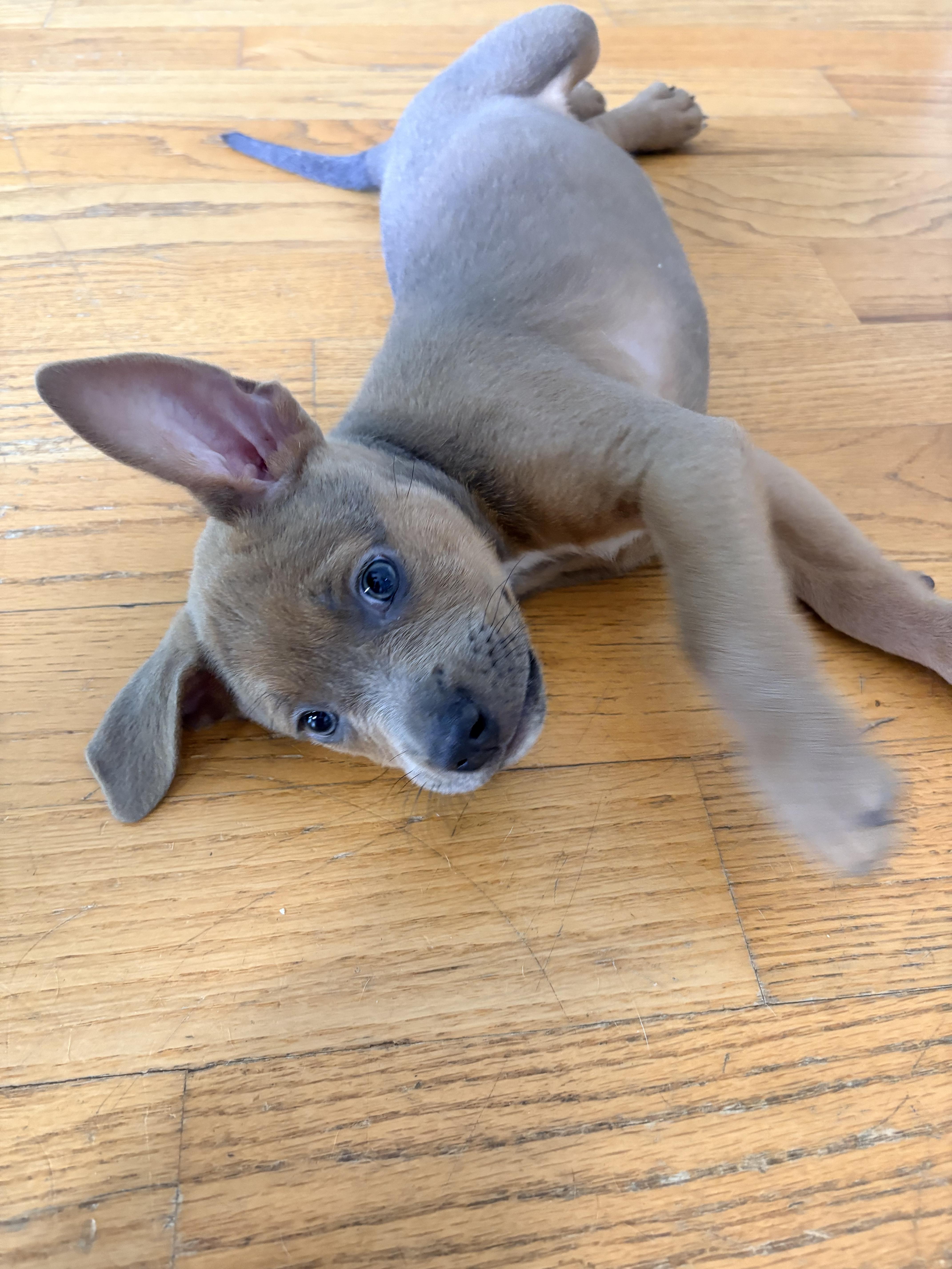 A baby medium-sized male Pit Bull Terrier dog named Ronald "Ronnie" for adoption in Martinez, CA