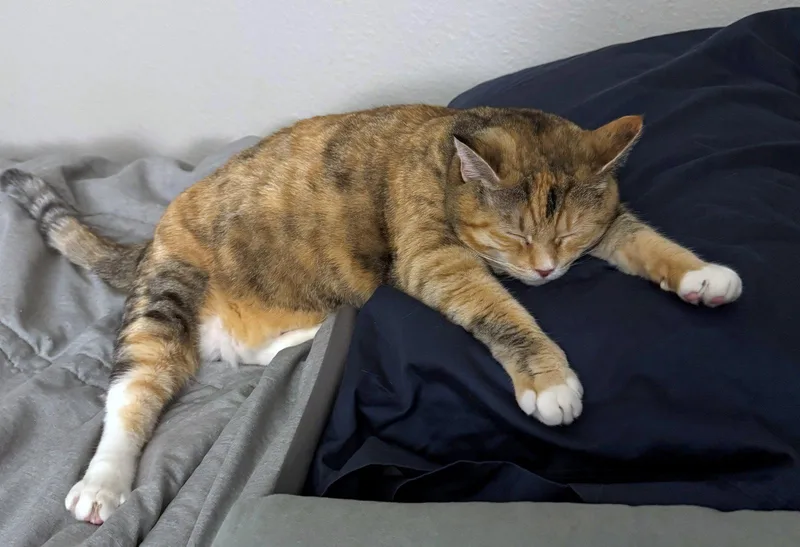 An adult medium-sized female Torbie cat named TALLIE   Offered for adoption in Hillsboro, OR