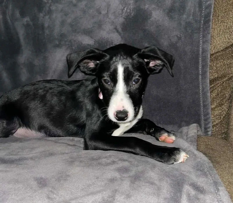 Delilah